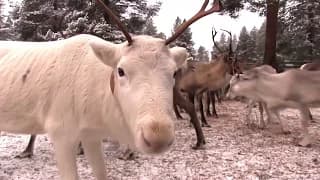 Reindeer tracking with LoRaWAN in Finland